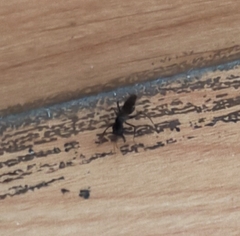 Odontomachus simillimus