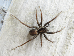 Araneae