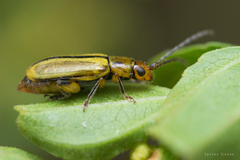 Grammicopterus flavescens