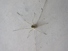Oligolophus tienmushanensis