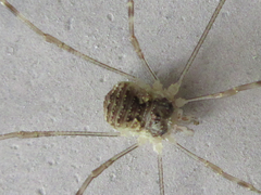 Oligolophus tienmushanensis