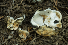 Dissingia leucomelaena