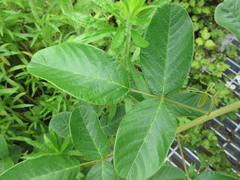 Lespedeza tomentosa