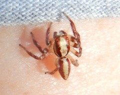 Cytaea alburna