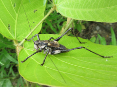 Paratlanticus palgongensis