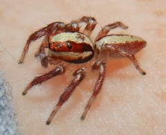 Cytaea alburna