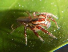 Cytaea alburna