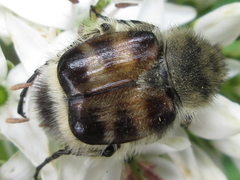 Lasiotrichius succinctus