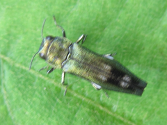 Agrilus chujoi