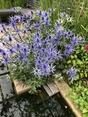 Eryngium amethystinum