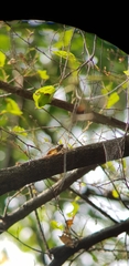Leptosemia takanonis