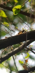 Leptosemia takanonis