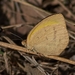 Macleay's Grass Yellow - Photo (c) sarayoung, some rights reserved (CC BY-NC), uploaded by sarayoung