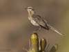 Chilean Mockingbird - Photo (c) Javier Gross, some rights reserved (CC BY-NC), uploaded by Javier Gross