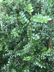 Zanthoxylum beecheyanum