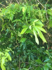Guioa acutifolia