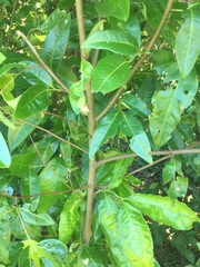 Guioa acutifolia