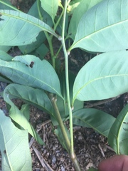 Guioa acutifolia