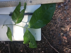 Guioa acutifolia