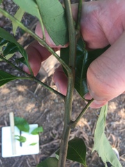 Guioa acutifolia