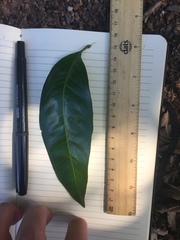 Guioa acutifolia