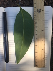 Guioa acutifolia