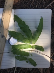 Lygodium reticulatum