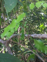 Lygodium reticulatum