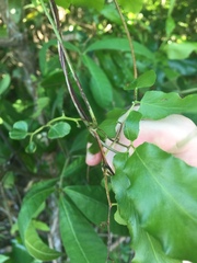 Lygodium reticulatum