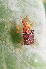 Hoplapoderus echinatus