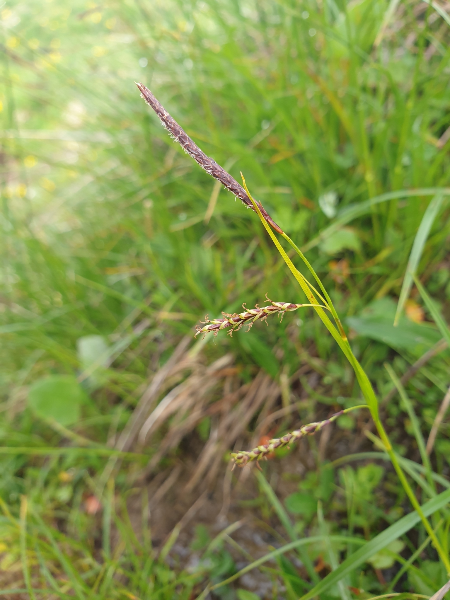 Carex ferruginea