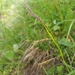 Carex ferruginea - Photo (c) Étienne Léveillé-Bourret, algunos derechos reservados (CC BY-NC), subido por Étienne Léveillé-Bourret