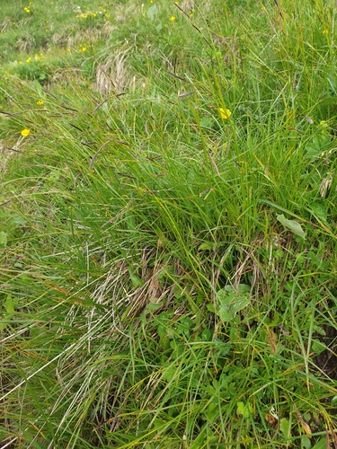 Image of Carex ferruginea by (c) Étienne Léveillé-Bourret, some rights reserved (CC BY)