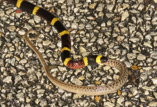Texas Coral Snake (Micrurus tener)
