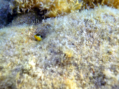 Microlipophrys dalmatinus