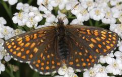 Melitaea britomartis