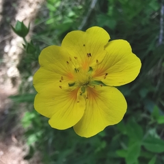 Potentilla grandiflora