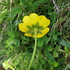 Potentilla grandiflora