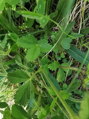 Potentilla grandiflora
