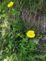 Potentilla grandiflora