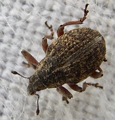 Rhinoncus inconspectus