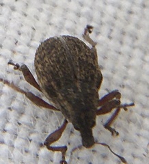 Rhinoncus inconspectus