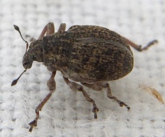 Rhinoncus inconspectus