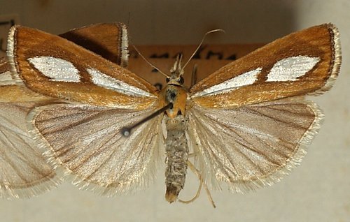 Crambus coquille