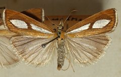 Catoptria conchella