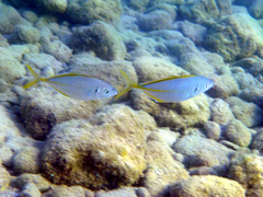 Pseudocaranx dentex