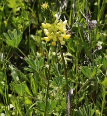 Lupinus luteolus