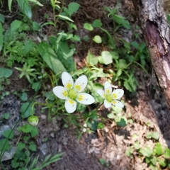 Saxifraga aspera