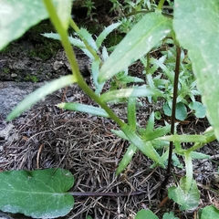Saxifraga aspera