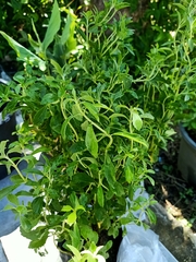 Stevia rebaudiana